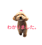 トイプードル モコ のふわもこ日常会話2（個別スタンプ：3）