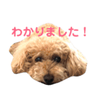トイプードル モコ のふわもこ日常会話2（個別スタンプ：5）