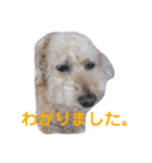 トイプードル モコ のふわもこ日常会話2（個別スタンプ：6）