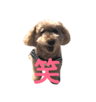 トイプードル モコ のふわもこ日常会話2（個別スタンプ：10）