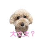 トイプードル モコ のふわもこ日常会話2（個別スタンプ：12）