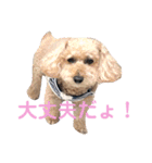 トイプードル モコ のふわもこ日常会話2（個別スタンプ：13）