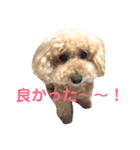 トイプードル モコ のふわもこ日常会話2（個別スタンプ：14）