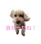トイプードル モコ のふわもこ日常会話2（個別スタンプ：17）