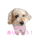 トイプードル モコ のふわもこ日常会話2（個別スタンプ：18）