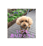 トイプードル モコ のふわもこ日常会話2（個別スタンプ：19）
