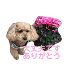 トイプードル モコ のふわもこ日常会話2（個別スタンプ：20）