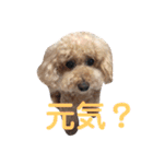 トイプードル モコ のふわもこ日常会話2（個別スタンプ：21）