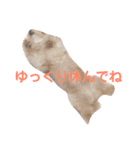 トイプードル モコ のふわもこ日常会話2（個別スタンプ：22）