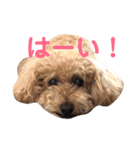 トイプードル モコ のふわもこ日常会話2（個別スタンプ：23）