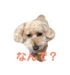 トイプードル モコ のふわもこ日常会話2（個別スタンプ：28）