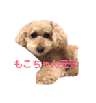トイプードル モコ のふわもこ日常会話2（個別スタンプ：30）