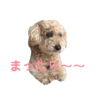 トイプードル モコ のふわもこ日常会話2（個別スタンプ：31）