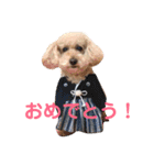 トイプードル モコ のふわもこ日常会話2（個別スタンプ：33）