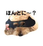 トイプードル モコ のふわもこ日常会話2（個別スタンプ：34）