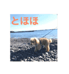 トイプードル モコ のふわもこ日常会話2（個別スタンプ：35）