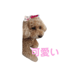トイプードル モコ のふわもこ日常会話2（個別スタンプ：36）