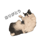 meme's stamp ver.3（個別スタンプ：3）
