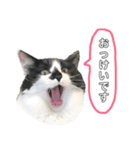 meme's stamp ver.3（個別スタンプ：5）