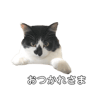 meme's stamp ver.3（個別スタンプ：6）