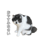 meme's stamp ver.3（個別スタンプ：7）