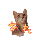 ねこのゆず 写真スタンプ（個別スタンプ：4）
