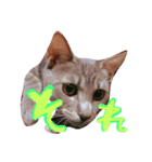 ねこのゆず 写真スタンプ（個別スタンプ：5）