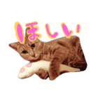 ねこのゆず 写真スタンプ（個別スタンプ：6）