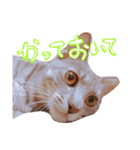ねこのゆず 写真スタンプ（個別スタンプ：7）