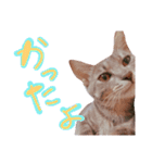 ねこのゆず 写真スタンプ（個別スタンプ：8）