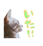 ねこのゆず 写真スタンプ（個別スタンプ：12）
