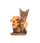 ねこのゆず 写真スタンプ（個別スタンプ：13）