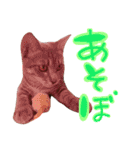 ねこのゆず 写真スタンプ（個別スタンプ：14）