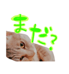 ねこのゆず 写真スタンプ（個別スタンプ：15）