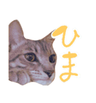 ねこのゆず 写真スタンプ（個別スタンプ：16）