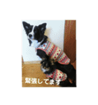 アリスラン（個別スタンプ：4）