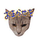 ねこのゆず 写真スタンプ2（個別スタンプ：2）