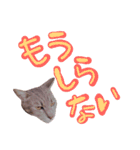 ねこのゆず 写真スタンプ2（個別スタンプ：5）
