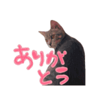 ねこのゆず 写真スタンプ2（個別スタンプ：6）