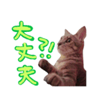 ねこのゆず 写真スタンプ2（個別スタンプ：9）