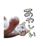 ねこのゆず 写真スタンプ2（個別スタンプ：12）