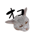 ねこのゆず 写真スタンプ2（個別スタンプ：14）