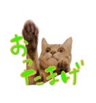ねこのゆず 写真スタンプ2（個別スタンプ：15）