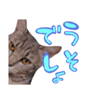 ねこのゆず 写真スタンプ2（個別スタンプ：16）