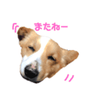 コーギーのチャコちゃん #3（個別スタンプ：1）