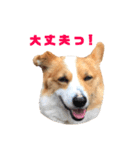 コーギーのチャコちゃん #3（個別スタンプ：5）