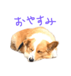 コーギーのチャコちゃん #3（個別スタンプ：7）