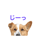 コーギーのチャコちゃん #3（個別スタンプ：8）