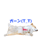 コーギーのチャコちゃん #3（個別スタンプ：16）