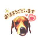 ビーグル犬family（個別スタンプ：1）